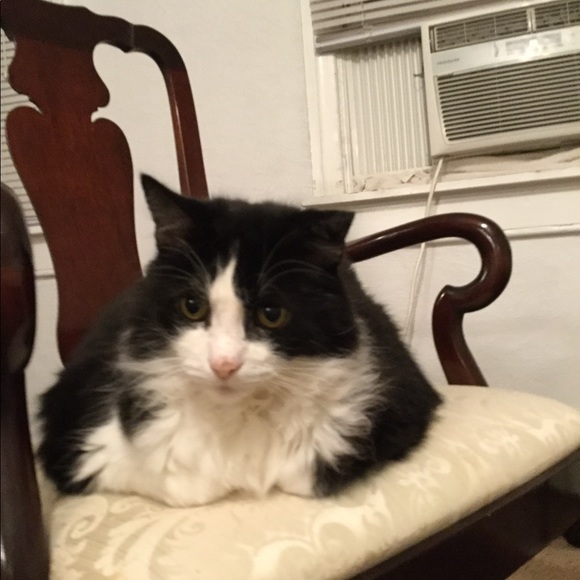 Meet your Posher, Almy - Picture 4 of 14